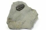 Calymene Niagarensis Trilobite Fossil - New York #270247-1